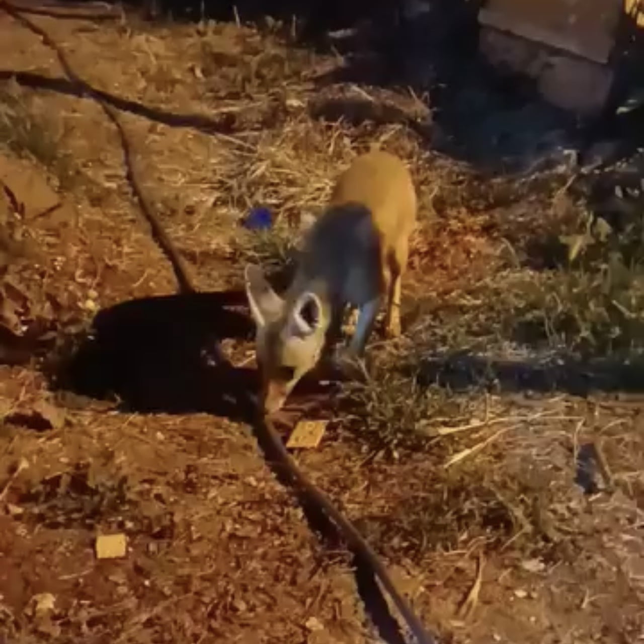 ÇANKIRI’DA VATANDAŞLARIN KARŞILAŞTIKLARI TİLKİYE DİYET BİSKÜVİ İKRAM EDEREK SOHBET ETMEYE...