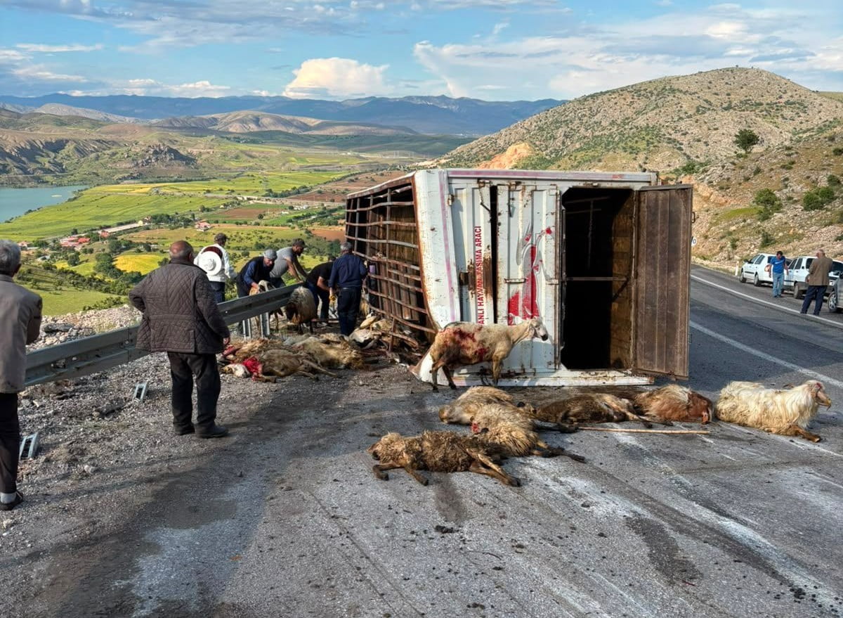 CANLI HAYVAN TAŞIYAN KAMYON KAZA YAPTI, KOYUNLAR TELEF OLDU