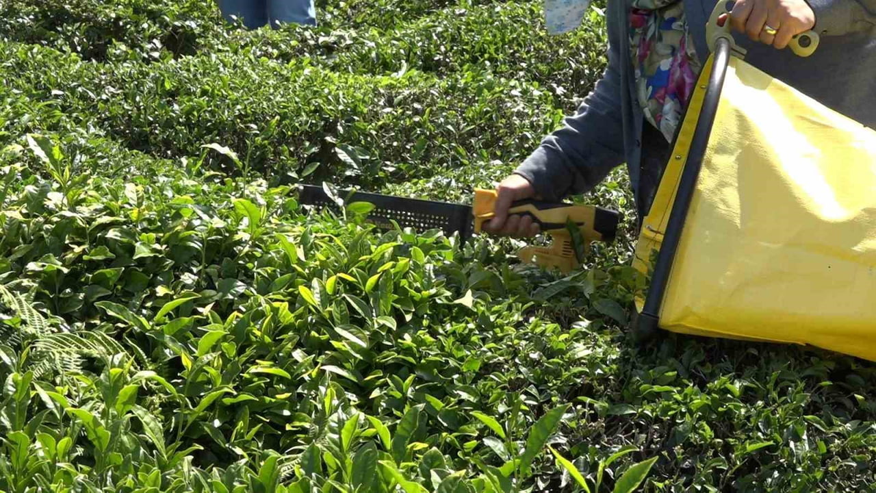 ÇAYKUR TARAFINDAN YAPILAN AÇIKLAMADA MEVCUT STOK MİKTARININ İSE 18 BİN TONA ULAŞTIĞI BELİRTİLEREK...