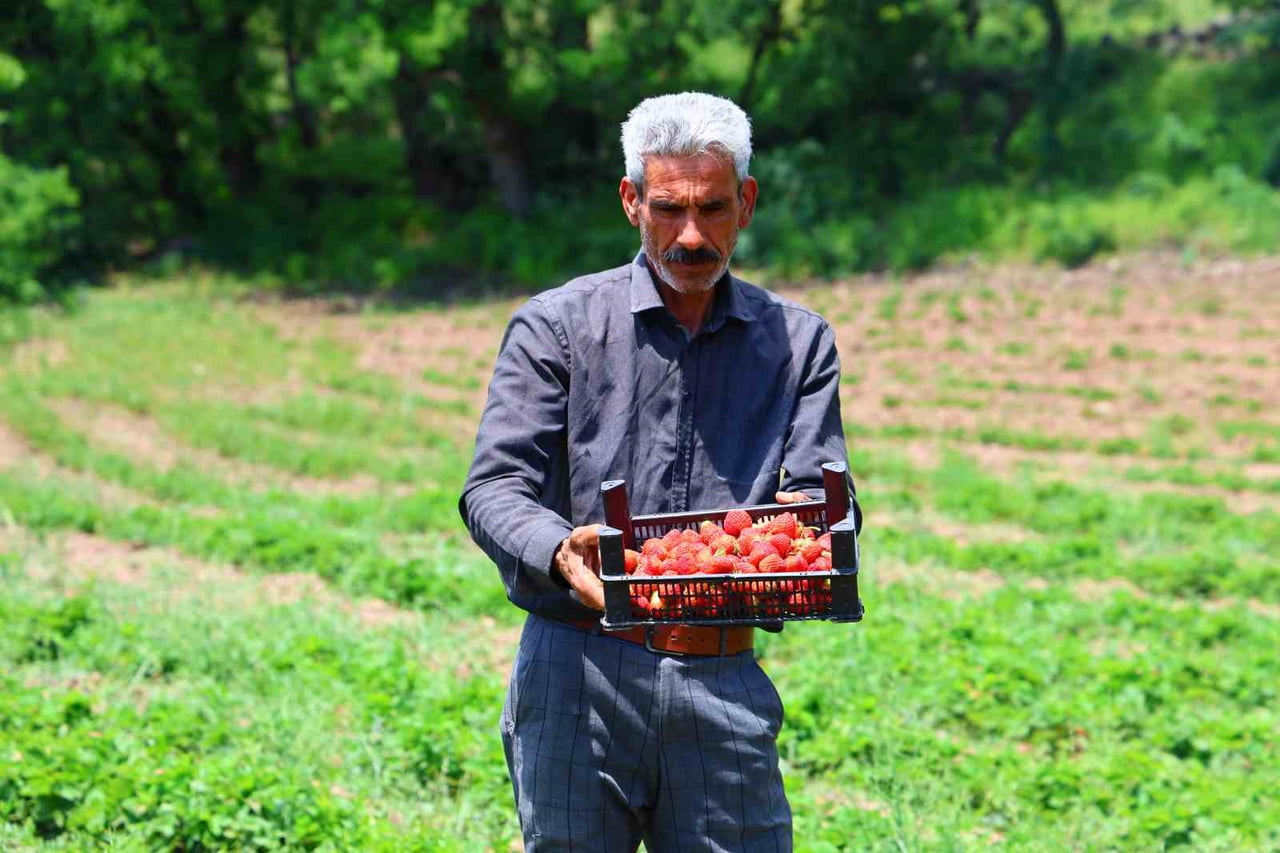 ÇİFTÇİ YILMAZ UYGUR, BU SEZON DA TAMAMEN DOĞAL YÖNTEMLERLE ÜRETİM GERÇEKLEŞTİRDİKLERİNİ İFADE...