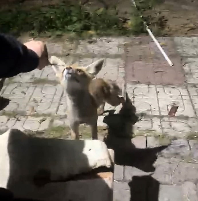 ÇORUM'DA BİR VATANDAŞ, BAĞ EVİNİN BAHÇESİNE GELEN TİLKİYİ ELLERİYLE BESLEDİ.