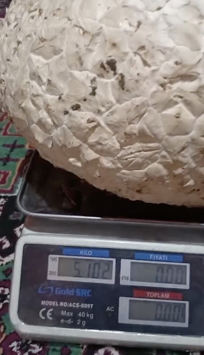 ÇORUM'UN UĞURLUDAĞ İLÇESİNE BAĞLI BİR YAYLADA VATANDAŞIN BULDUĞU DEVASA MANTAR 5 KİLO 102 GRAM...