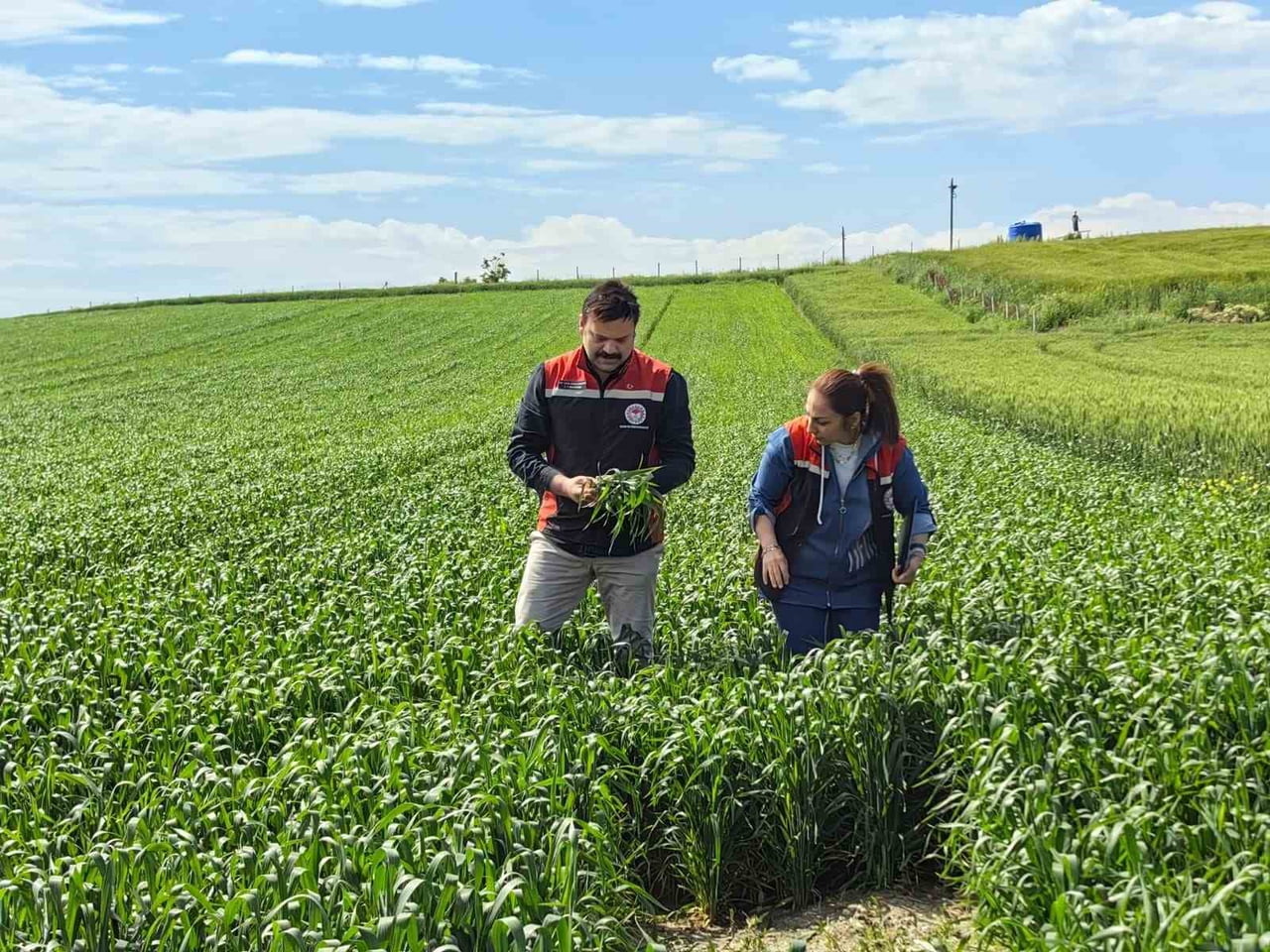 ÇORUM’DA İLK KEZ EKİMİ GERÇEKLEŞTİRİLEN YERLİ VE MİLLİ YAZLIK BUĞDAY ÇEŞİDİ "KİRVE", BAŞAKLANMA...