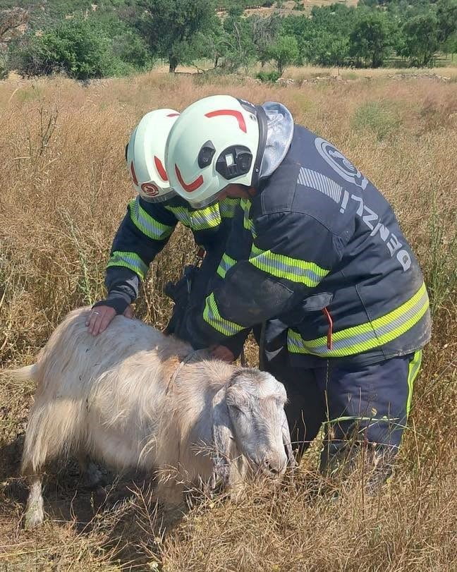 DENİZLİ'NİN TAVAS İLÇESİNDE OTLADIĞI SIRADA BOŞ ARAZİDE BULUNAN KUYUYA DÜŞEN KÜÇÜKBAŞ HAYVANLAR...