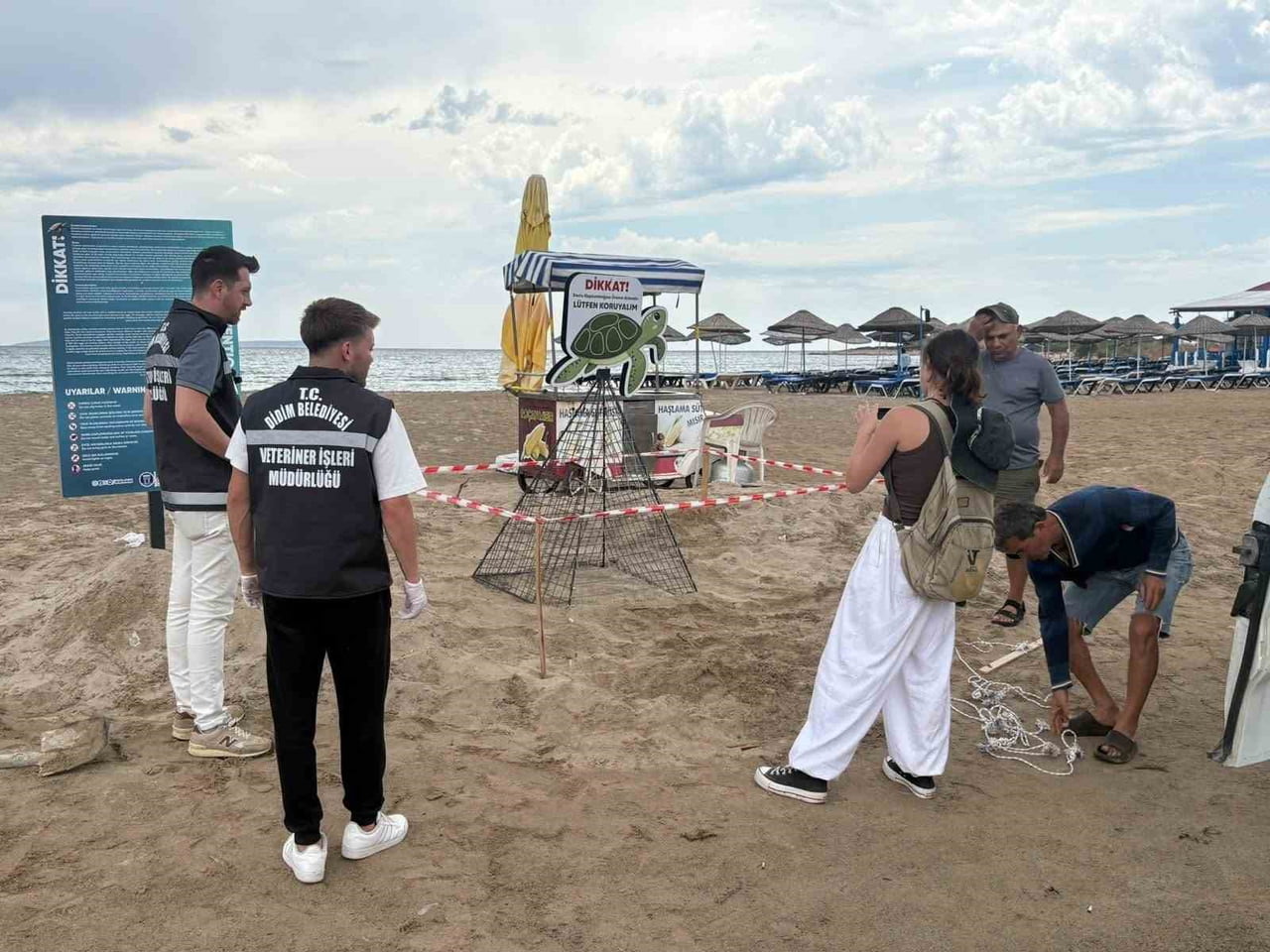 DİDİM'DE KIYIYA ÇIKAN VE YOLUNU ŞAŞIRARAK BALÇIKLI ALANA YÖNELEN CARETTA CARETTA, İKİ ÇAKALIN...
