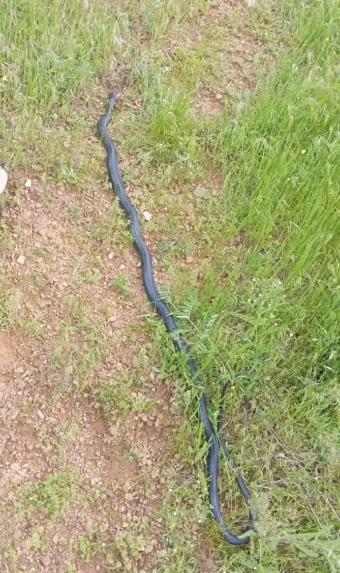 DİYARBAKIR'IN ÇERMİK İLÇESİNDE GÖRÜLEN DEV YILAN PANİĞE NEDEN OLDU.
