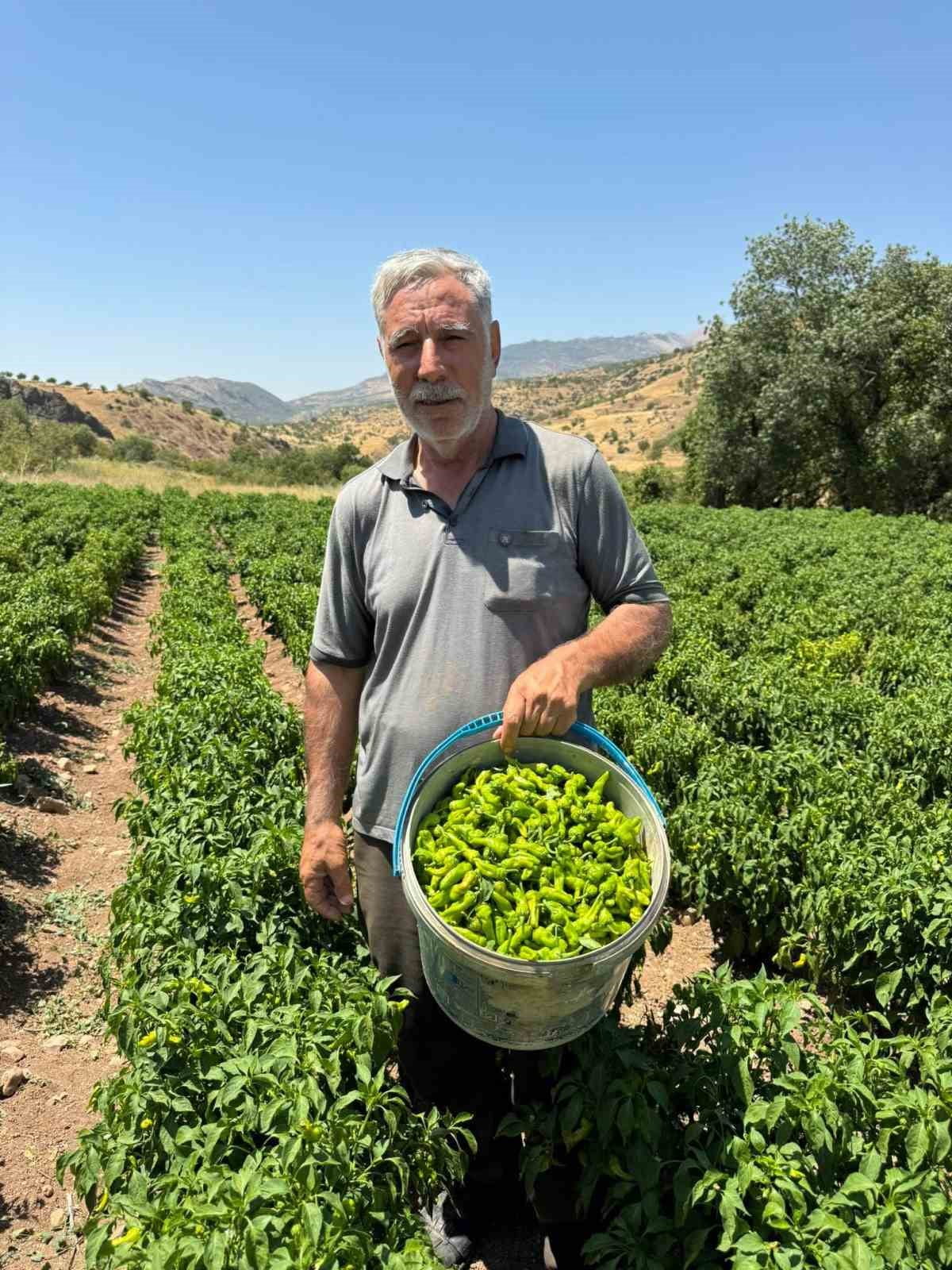 DİYARBAKIR'IN ÇERMİK İLÇESİNDE, İSMİNİ İLÇEDEN ALAN COĞRAFİ TESCİLLİ ÇERMİK BİBERİ, MARKET, PAZAR...