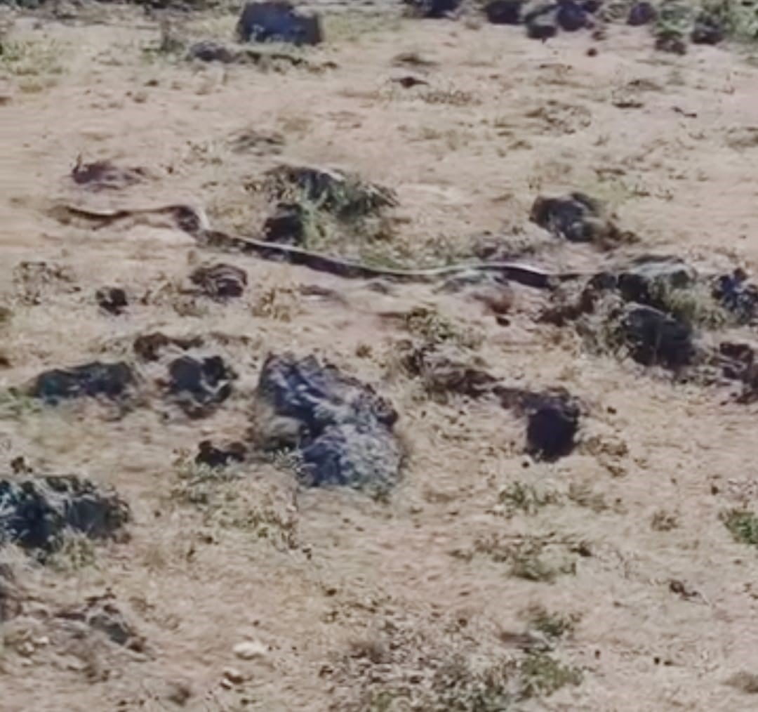 DİYARBAKIR'IN ÇINAR İLÇESİNDE YAKLAŞIK 3 METRE UZUNLUĞUNDA YILAN GÖRÜNTÜLENDİ.