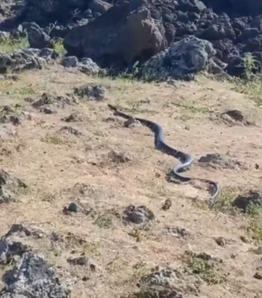 DİYARBAKIR'IN ÇINAR İLÇESİNDE YAKLAŞIK 3 METRE UZUNLUĞUNDA YILAN GÖRÜNTÜLENDİ.
