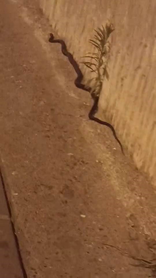 DİYARBAKIR’IN YENİŞEHİR İLÇESİNDEKİ BİR YOLDA GÖRÜLEN YAKLAŞIK 2 METRE UZUNLUĞUNDAKİ YILAN, PANİĞE...