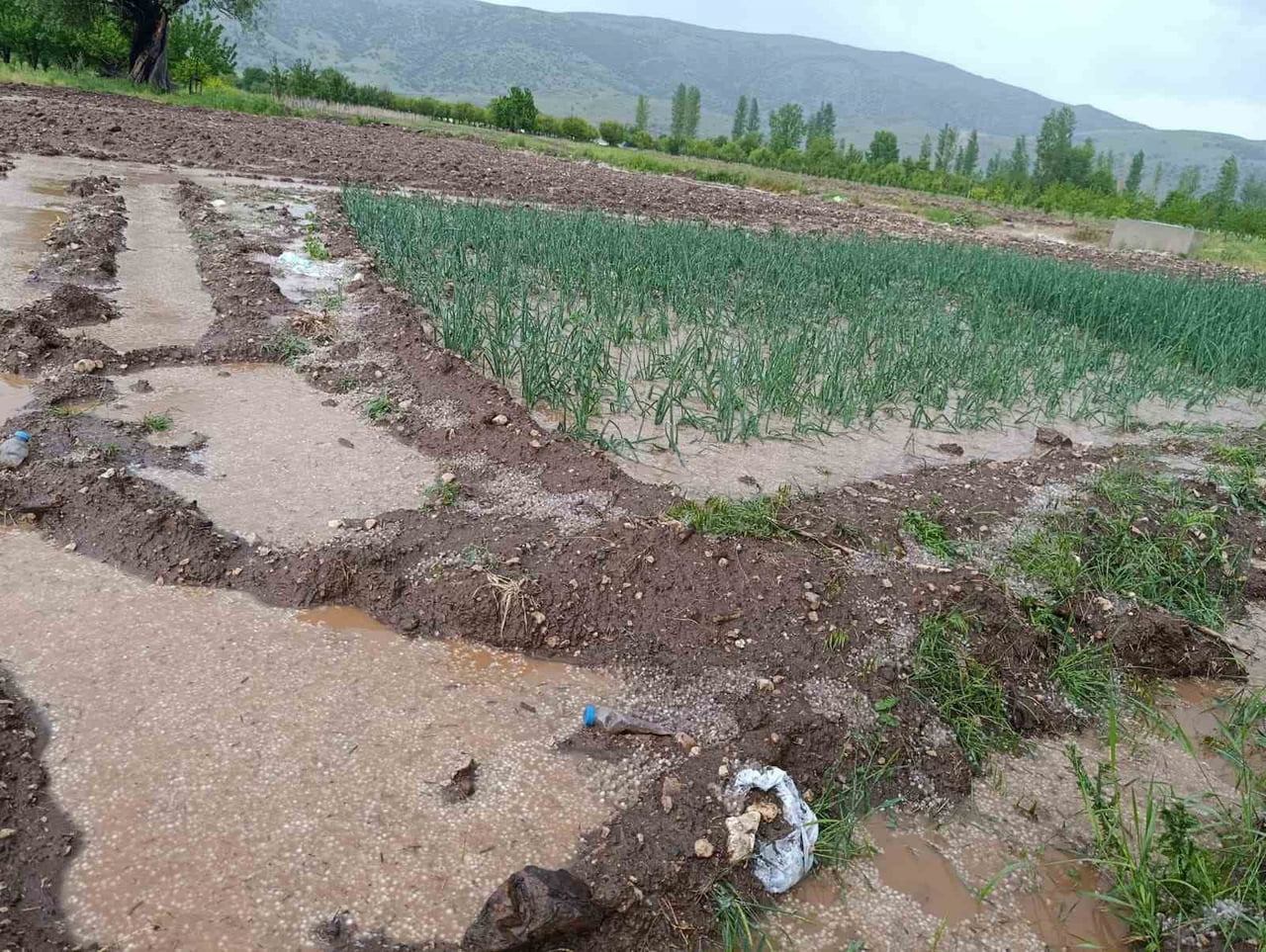 DOĞANŞEHİR İLÇESİNDE TARIM ARAZİLERİ SU ALTINDA KALDI.