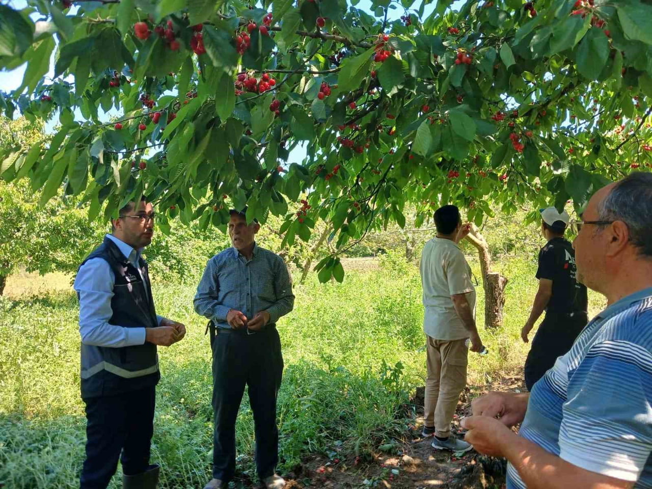 DOLU YAĞIŞI SONRASI SAHADA ZARAR TESPİTİ YAPILDI