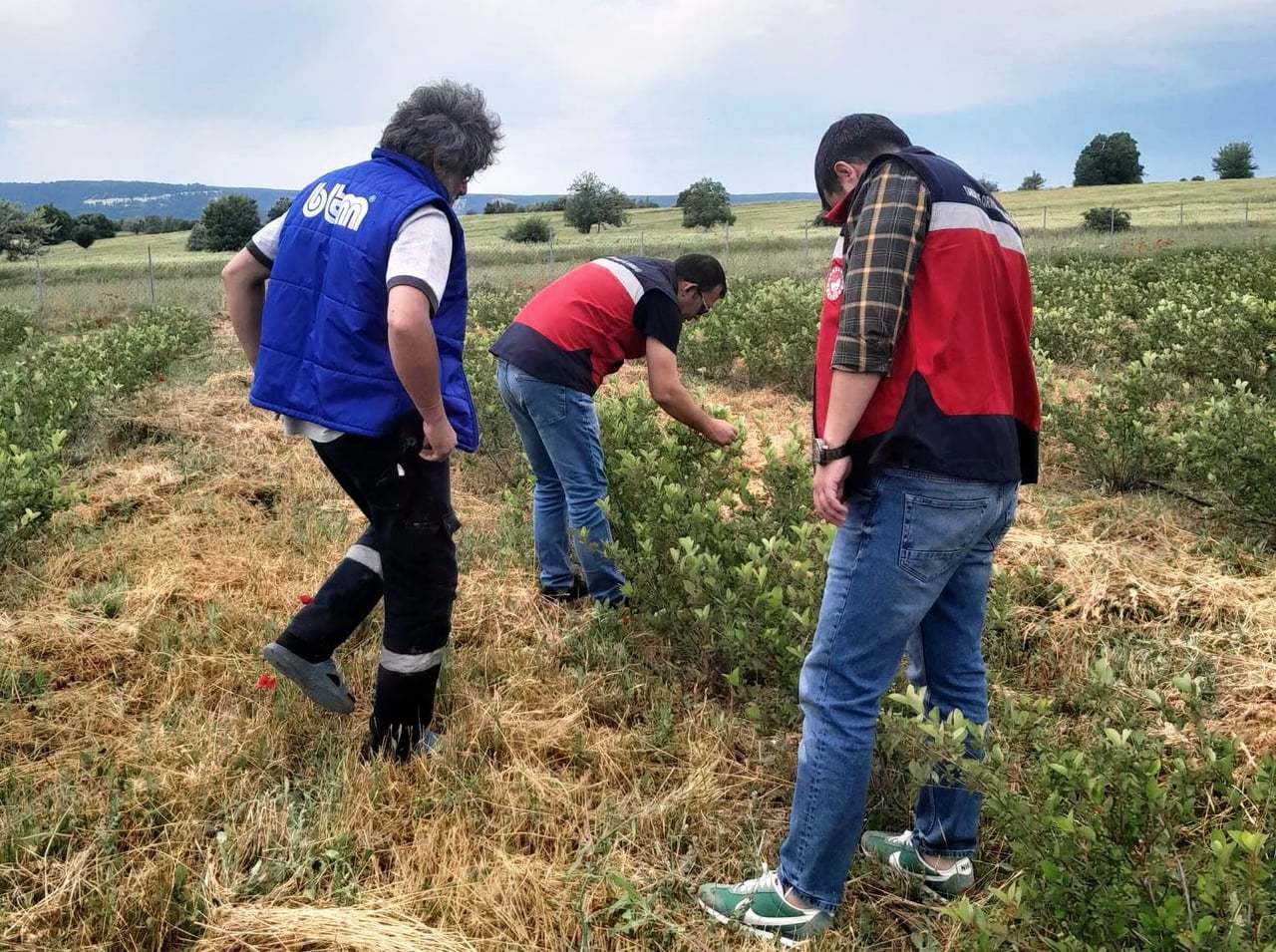 DOMANİÇ’TE ARONYA ÜRETİMİNE YÖNELİK TEKNİK ÇALIŞMALAR SÜRÜYOR