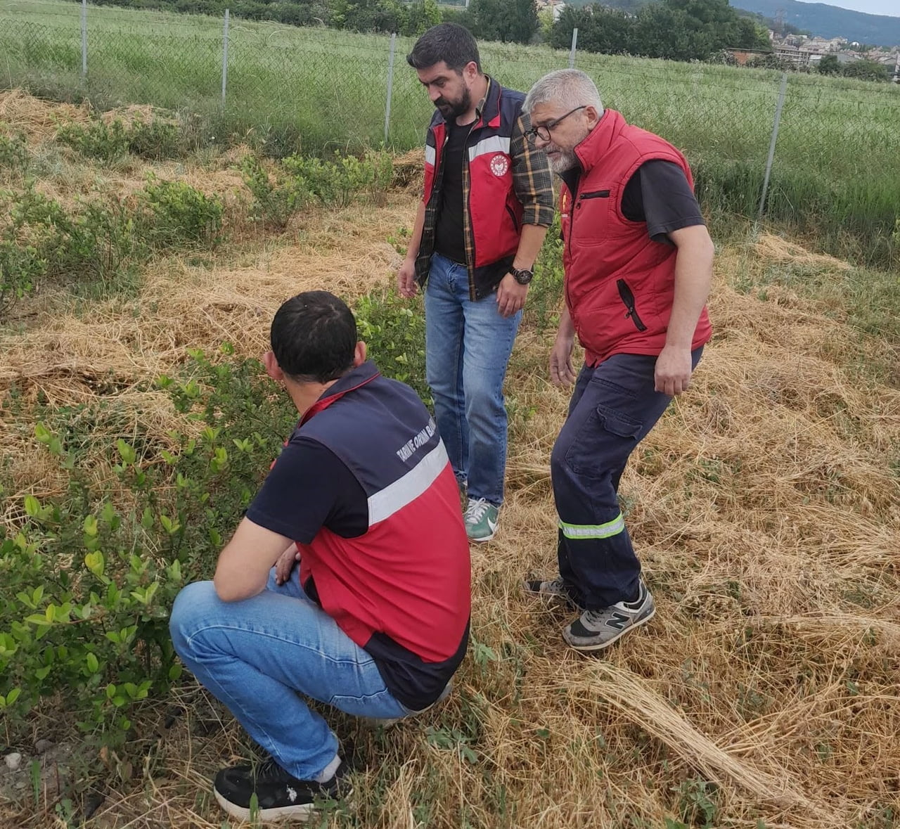 DOMANİÇ’TE ARONYA ÜRETİMİNE YÖNELİK TEKNİK ÇALIŞMALAR SÜRÜYOR