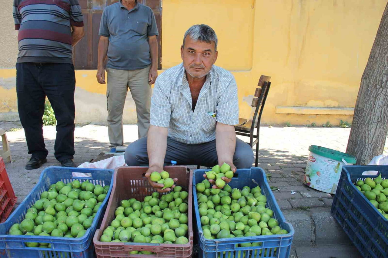 DÜNYANIN EN KALİTELİ İNCİRLERİNİN YETİŞTİĞİ AYDIN’DA, İLEKLEME DÖNEMİ İLE BİRLİKTE HAREKETLİLİĞİN...