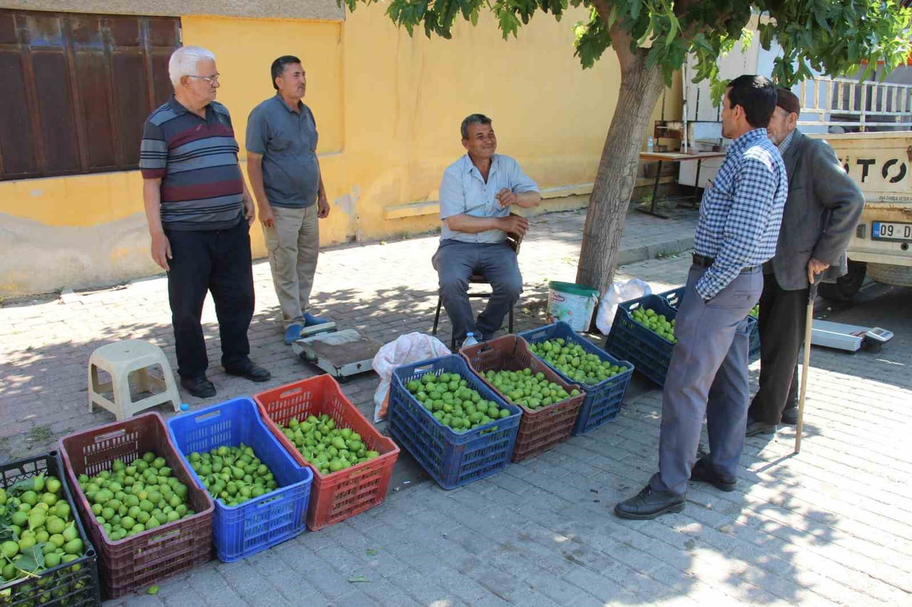 DÜNYANIN EN KALİTELİ İNCİRLERİNİN YETİŞTİĞİ AYDIN’DA, İLEKLEME DÖNEMİ İLE BİRLİKTE HAREKETLİLİĞİN...