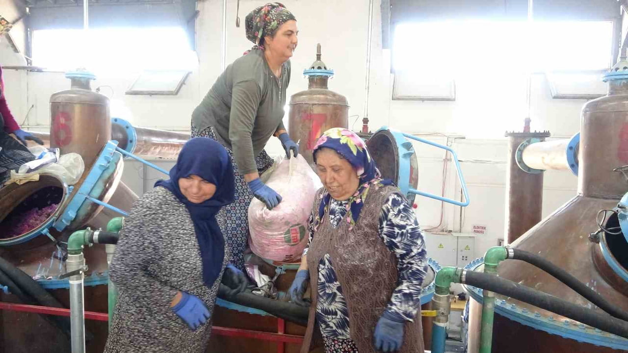 DÜNYANIN EN KALİTELİ YAĞLIK GÜL ÜRETİM MERKEZLERİNDEN BİRİ OLAN ISPARTA'DA HASAT SEZONU SÜRERKEN...