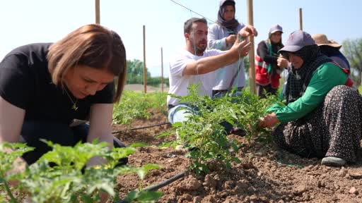 Düzce'de Ata tohumu üretimi büyüyor