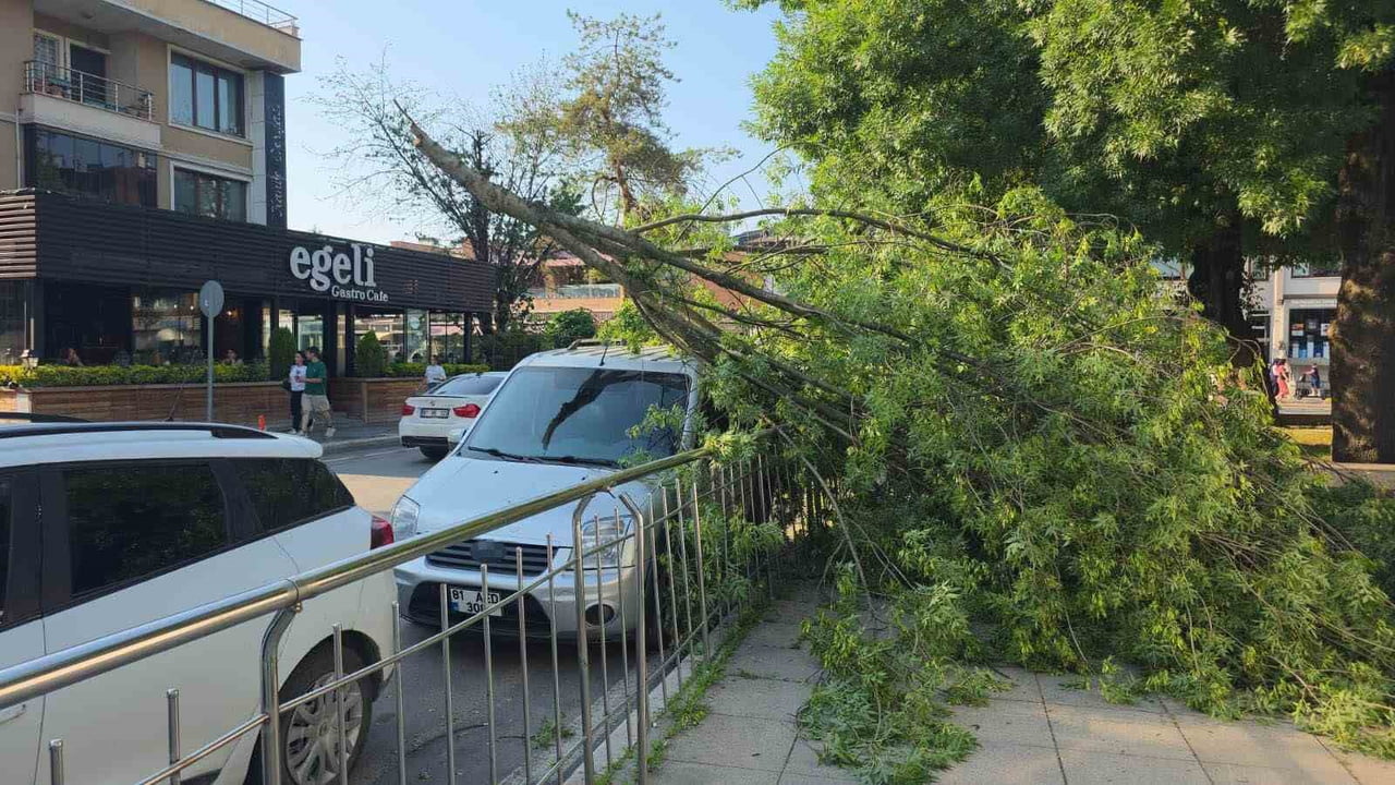 DÜZCE'DE HAFİF TİCARİ ARACIN ÜZERİNE AĞAÇ DEVRİLDİ. HATALI PARK EDİLDİĞİ BELİRLENEN ARACIN...
