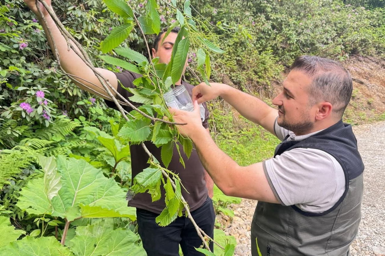 DÜZCE'NİN AKÇAKOCA İLÇESİNDE KESTANE ORMANLARINDA AĞAÇLARIN SAĞLIĞINI KORUMAK İÇİN BİYOLOJİK...