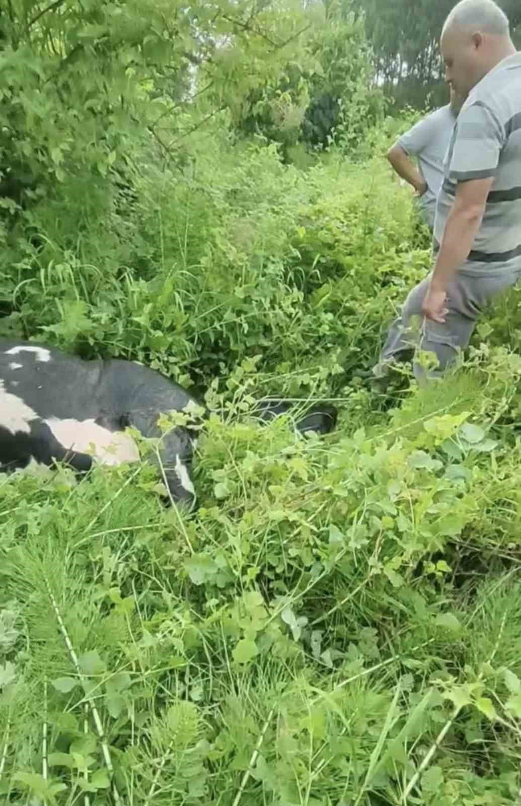 DÜZCE’NİN BALLICA KÖYÜNDE DERE YATAĞINA DÜŞEREK MAHSUR KALAN İNEK, VİNÇ YARDIMIYLA BULUNDUĞU...