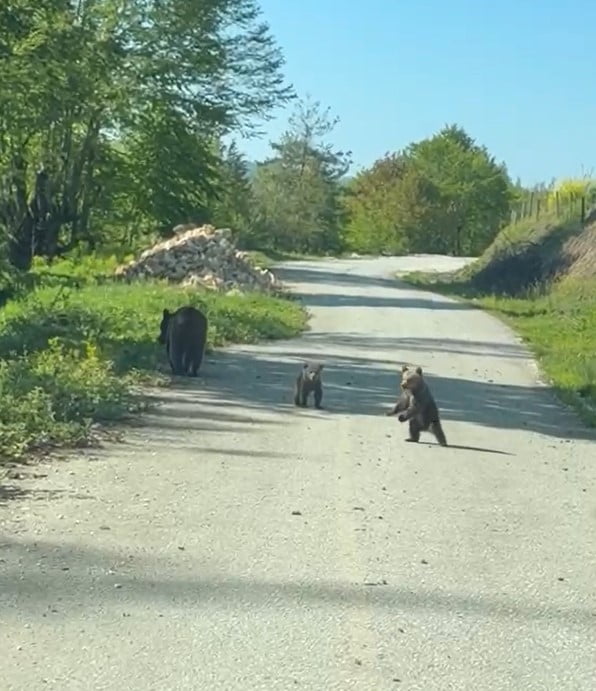 DÜZCE’NİN YIĞILCA İLÇESİNDE GEZİNTİYE ÇIKAN 2 KARDEŞ, YOLDA ANNE AYI VE YAVRULARI İLE KARŞILAŞTI....