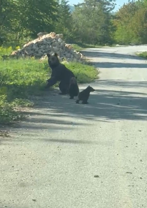 DÜZCE’NİN YIĞILCA İLÇESİNDE GEZİNTİYE ÇIKAN 2 KARDEŞ, YOLDA ANNE AYI VE YAVRULARI İLE KARŞILAŞTI....