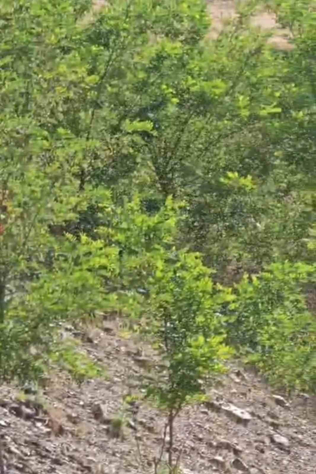 ELAZIĞ'DA KOVANLARDAN FİRAR EDEN BİNLERCE ARI GÖKYÜZÜNÜ KAPLADI
