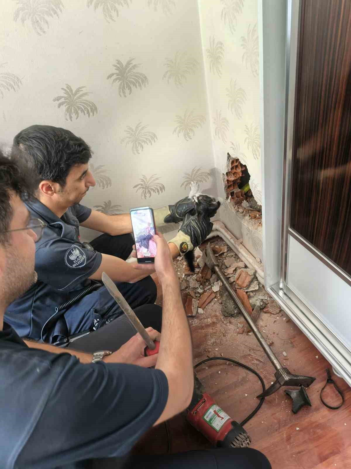 ELAZIĞ’DA BİR APARTMANIN BACA BOŞLUĞUNA DÜŞEN YAVRU KEDİ, GÜNLER SÜREN MAHRUMİYETİN ARDINDAN...