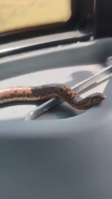 ELAZIĞ’DA BİR VATANDAŞ, YAKALADIĞI KUM BOA YILANINI, TRAKTÖRÜN İÇERİSİNDE GEZDİREREK SOHBET...