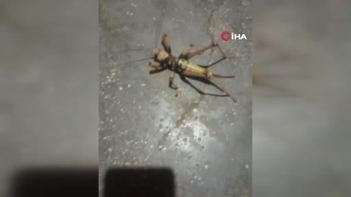 Elazığ’da et yiyen dev çekirge görüntülendi