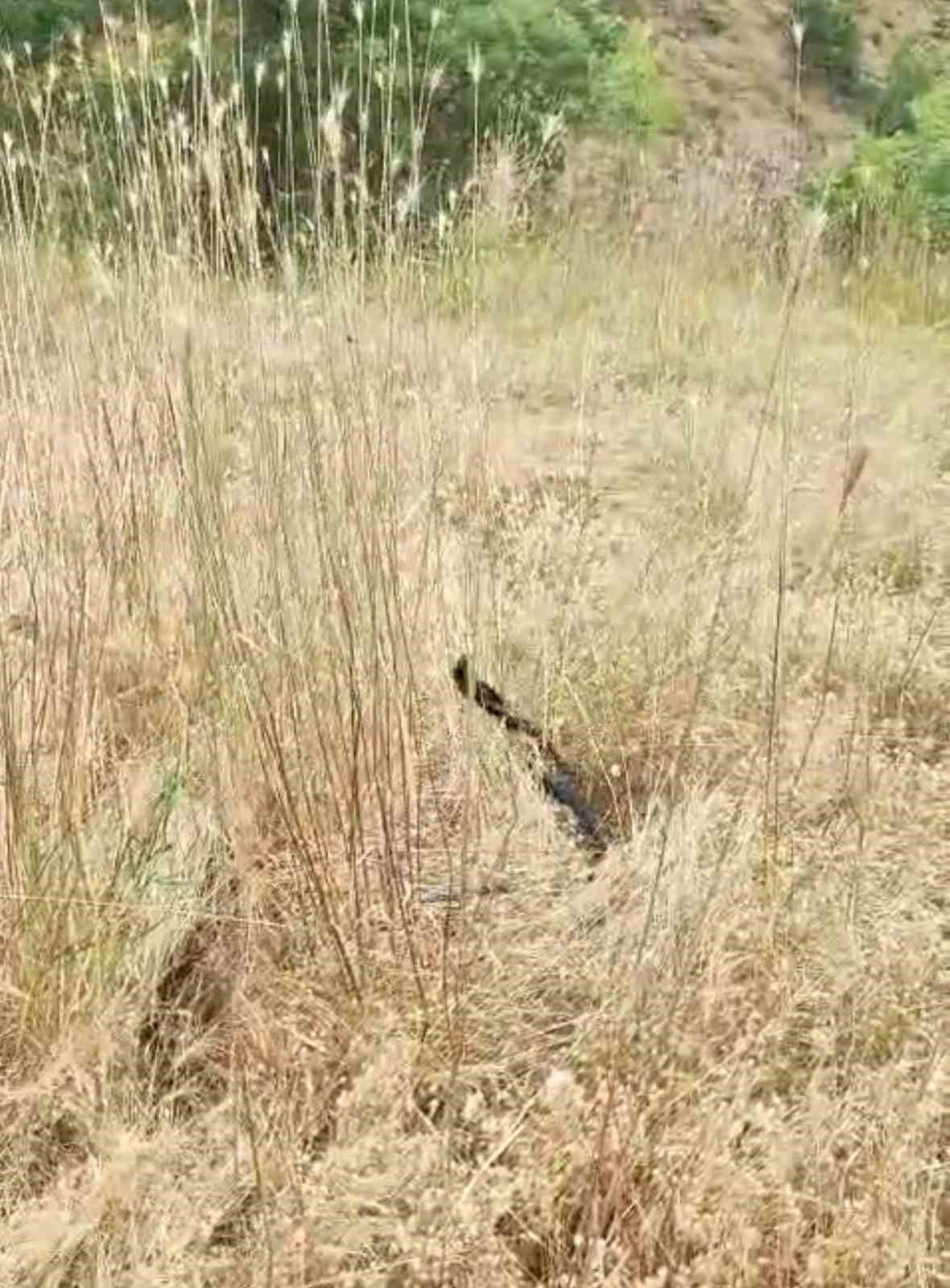 ELAZIĞ’DA HAYVAN OTLATAN BİR VATANDAŞ, KIRSAL ALANDA KARŞILAŞTIĞI İKİ YILANIN DOĞADA NADİR...