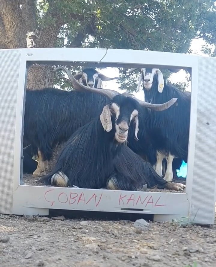 ELAZIĞ’DA KIRIK TELEVİZYON KASASIYLA HAVA DURUMU SUNAN FENOMEN ÇOBAN BU KEZ EKRAN BAŞINA GEÇEN...