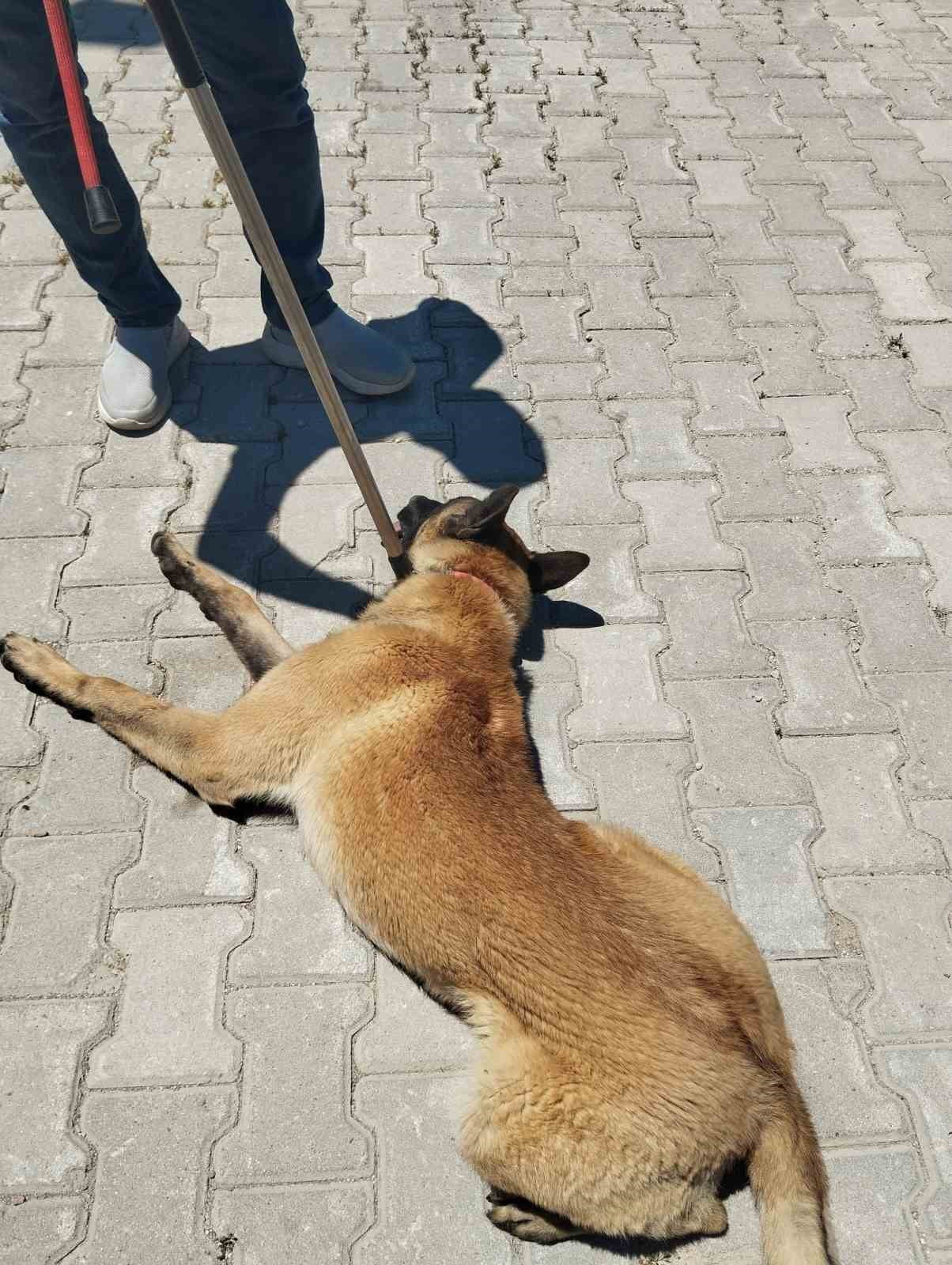 ELAZIĞ’DA KÖPEĞİN SALDIRMASI SONUCU YARALANAN KADIN, HASTANEYE KALDIRILARAK TEDAVİ ALTINA...