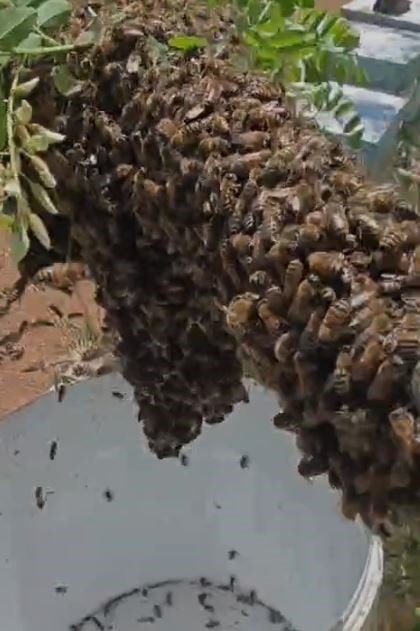 ELAZIĞ’DA KOVANDAN FİRAR EDEN ARILAR,AKASYA AĞACINDA OĞUL VERDİ