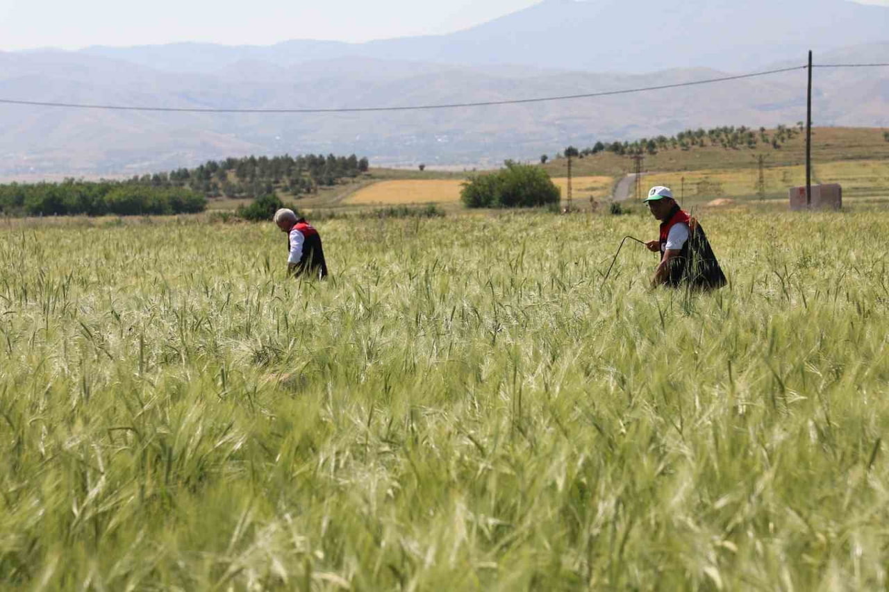 ELAZIĞ’DA SÜNE NİMF SÜRVEYİ VE CBS REFERANS PARSEL TESPİT ÇALIŞMALARI YAPILDI