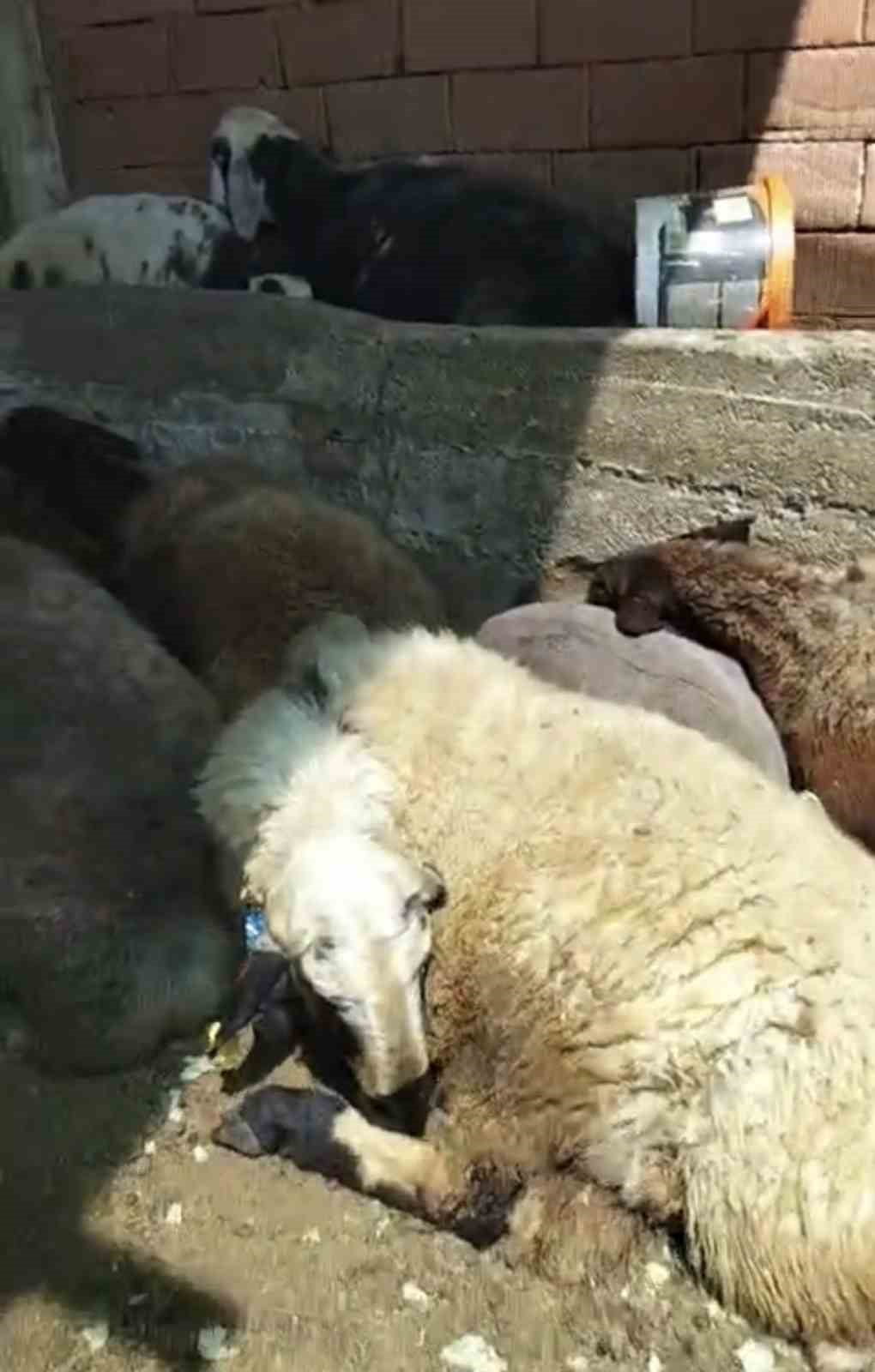 ELAZIĞ’IN KARAKOÇAN İLÇESİNDE AĞILA GİREN KURT 8 KOYUNU TELEF EDERKEN 8 KOYUN İSE...