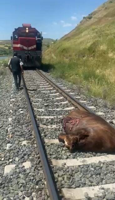 ELAZIĞ’IN PALU İLÇESİNDE TRENİN ÇARPTIĞI İNEK, TELEF OLDU