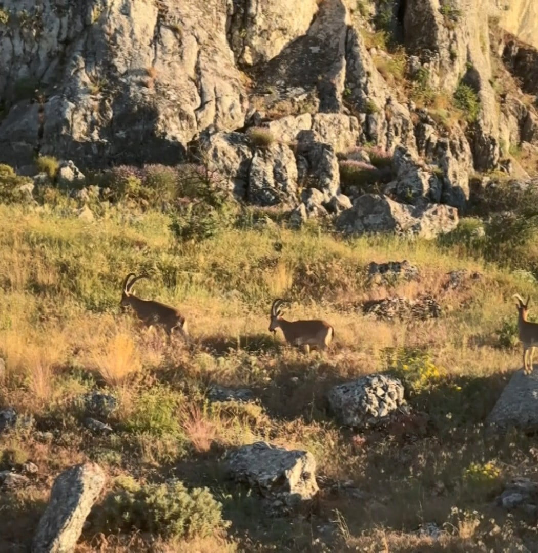 ELAZIĞ’IN TARİHİ HARPUT MAHALLESİ’NDE KORUMA ALTINDAKİ DAĞ KEÇİLERİ GÖRÜLDÜ