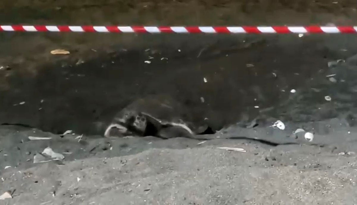 ERDEMLİ İLÇESİ MERKEZİNDEKİ SAHİLDE İLK DEFA BİR İRİBAŞ DENİZ KAPLUMBAĞASI (CARETTA CARETTA) YUVA...