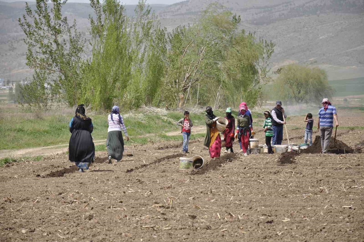 ERZİNCAN'DA DOĞU VE GÜNEYDOĞU ANADOLU BÖLGELERİNDEKİ İLLERDEN GELEN MEVSİMLİK TARIM İŞÇİLERİ...