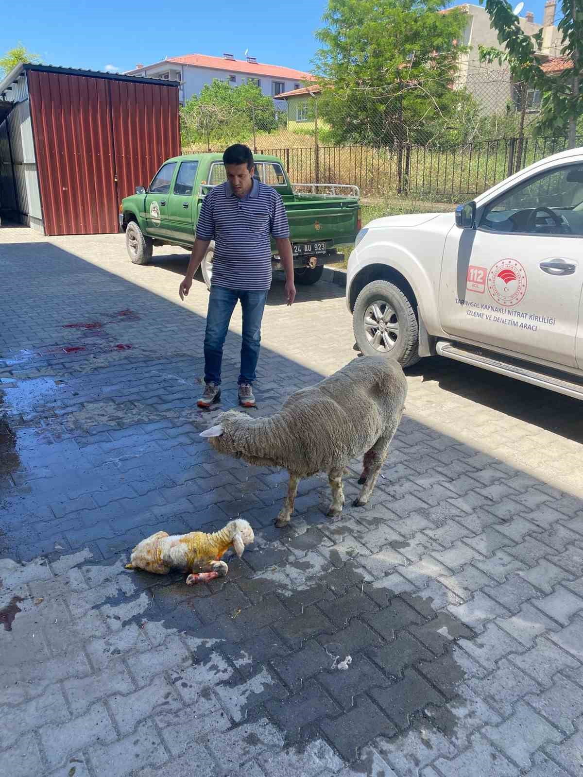 ERZİNCAN'DA DOĞUM SIRASINDA SORUN YAŞAYAN BİR KOYUN, YETİŞTİRİCİSİNİN HIZLI DAVRANMASI VE...