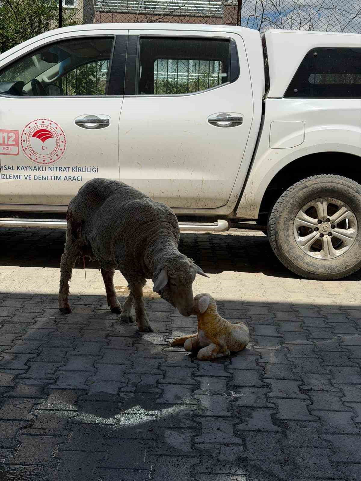 ERZİNCAN'DA DOĞUM SIRASINDA SORUN YAŞAYAN BİR KOYUN, YETİŞTİRİCİSİNİN HIZLI DAVRANMASI VE...