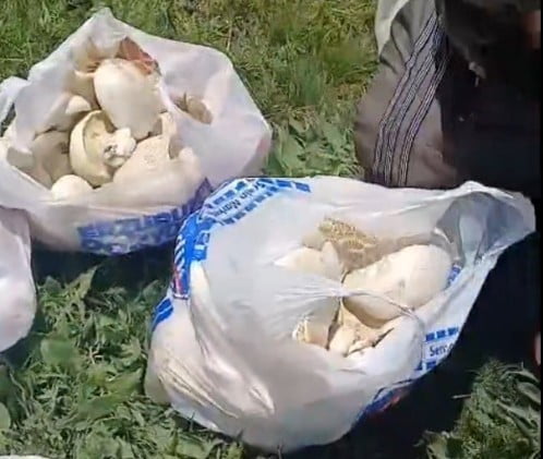 ERZURUM’DA SAĞANAK YAĞIŞLARIN ARDINDAN MANTAR BEREKETİ: 45 DAKİKADA POŞETLER DOLDU