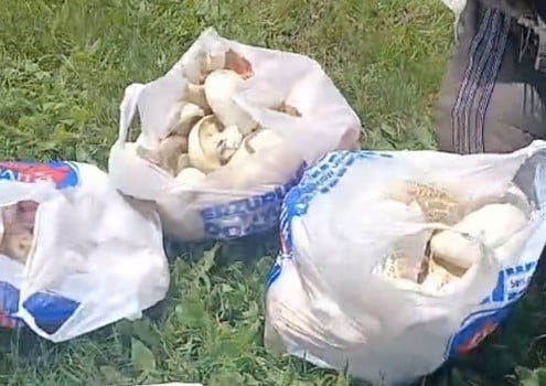 ERZURUM’DA SAĞANAK YAĞIŞLARIN ARDINDAN MANTAR BEREKETİ: 45 DAKİKADA POŞETLER DOLDU