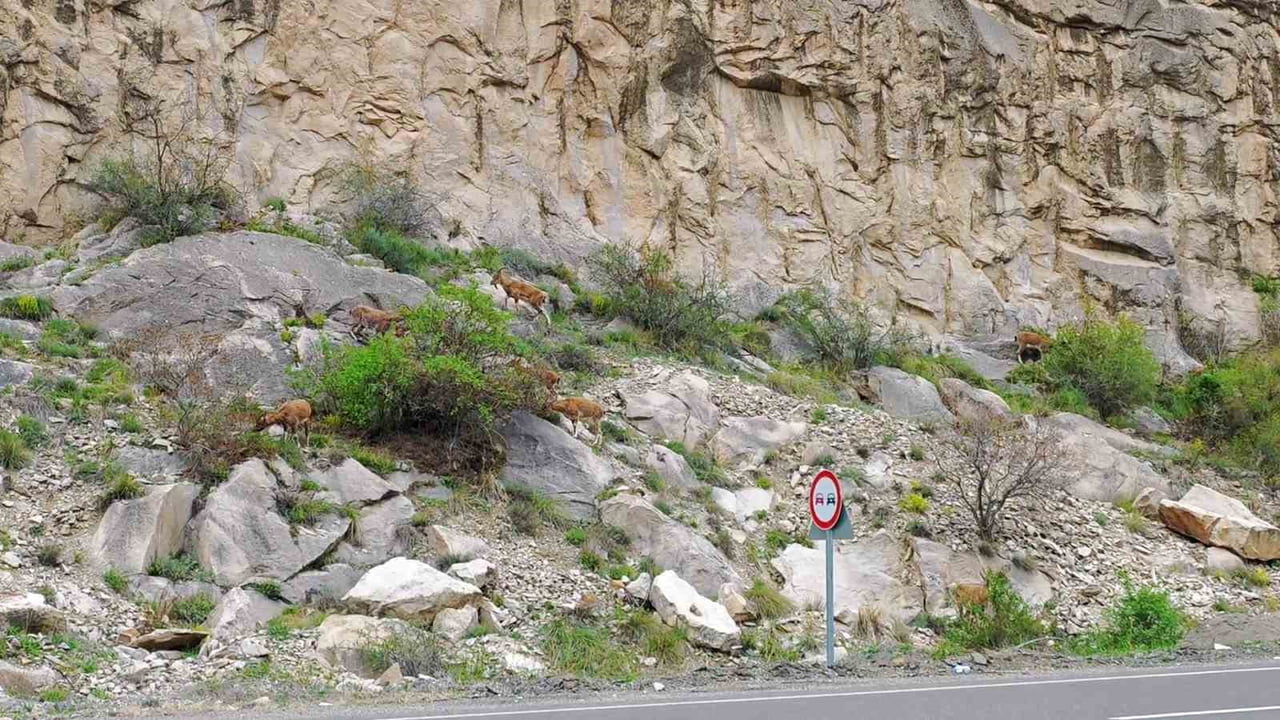 ERZURUM’UN UZUNDERE İLÇESİNDE YABAN HAYATI, BU KEZ KARAYOLUNDA GÖRÜNTÜLENDİ. İLÇE SINIRLARINDAN...