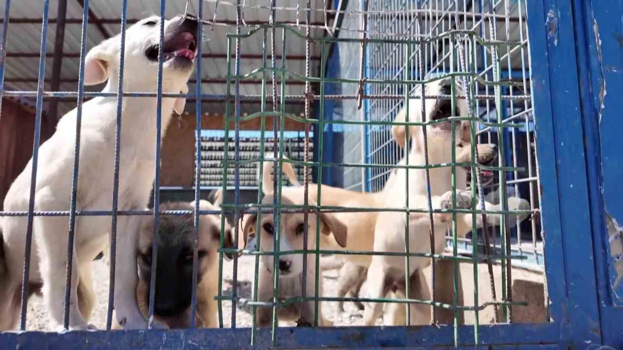 ERZURUM VALİLİĞİ DÖNEMİNDE SAHİPSİZ SOKAK KÖPEKLERİNE YÖNELİK YÜRÜTTÜĞÜ KARARLI MÜCADELEYLE...