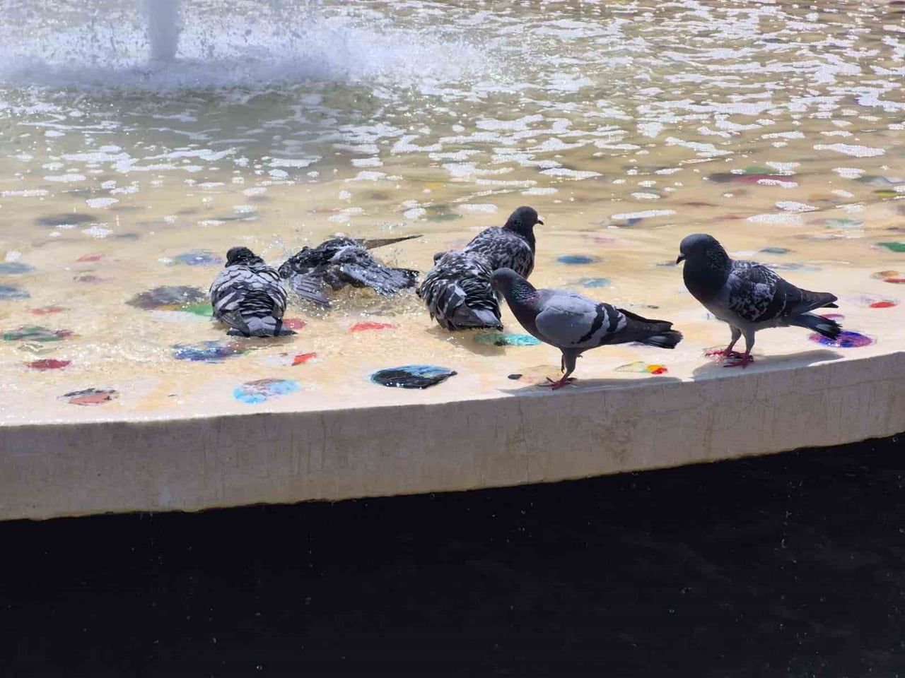 ESKİŞEHİR'DE ARTAN HAVA SICAKLIKLARINDAN OLUMSUZ ETKİLENEN GÜVERCİNLERİN SÜS HAVUZUNA GİREREK...