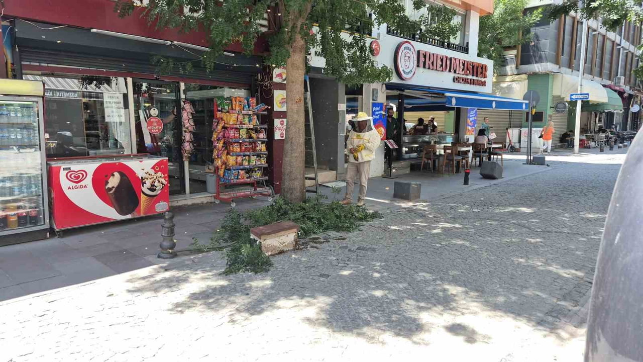 ESKİŞEHİR'DE BİR AĞACA YUVA YAPAN ARI SÜRÜSÜ, KENT MERKEZİNDE İLGİNÇ GÖRÜNTÜLER...