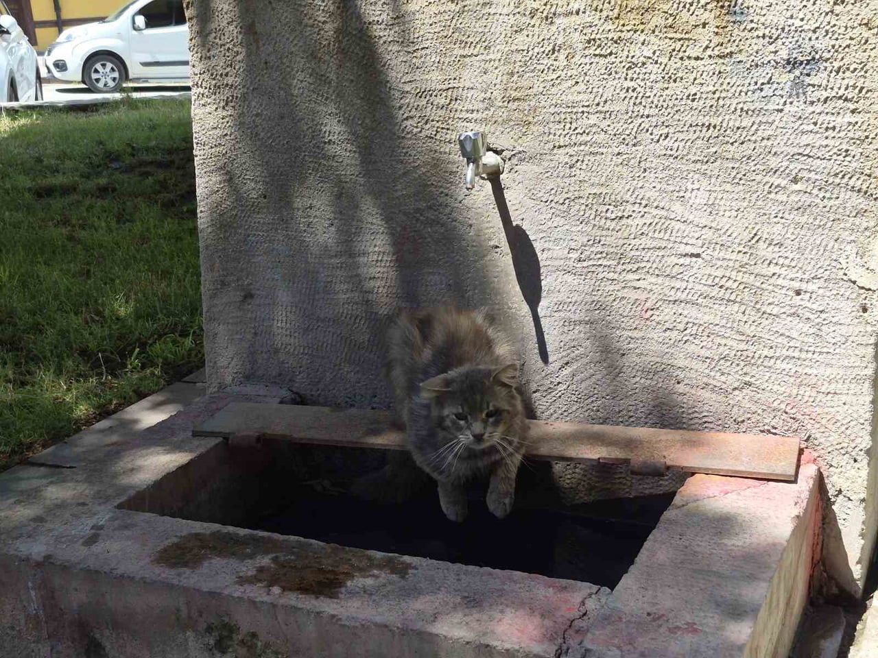 ESKİŞEHİR'DE HAVA SICAKLIĞININ 30 DERECEYE ULAŞTIĞI BÖLGEDE BUNALAN SOKAK KEDİSİ, GÖLGEDEKİ TARİHİ...